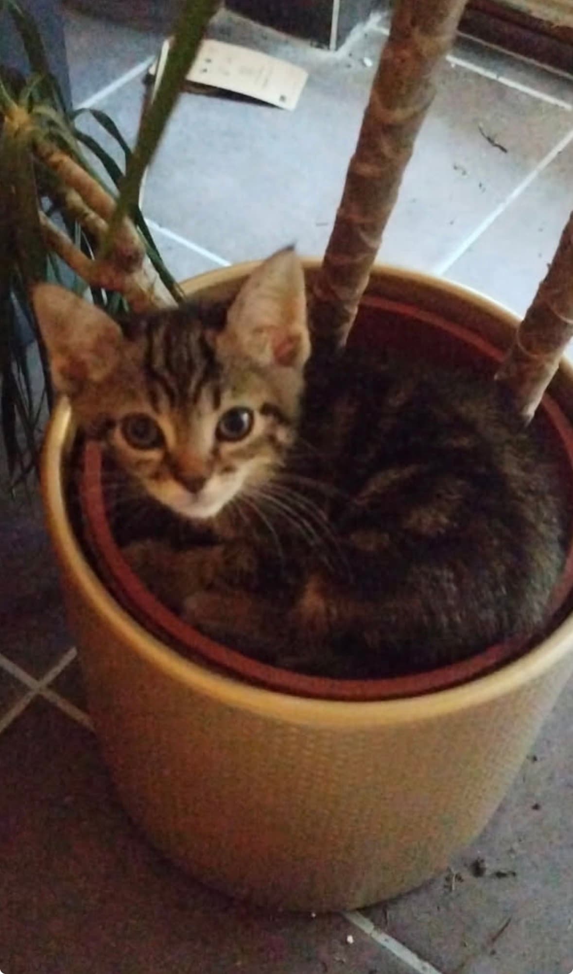 CHATON FEMELLE 4 mois - Image 1
